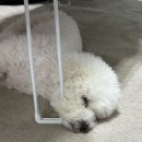 쉐프의 순대국 이미지