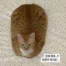 뚱냥이네 | 내돈내산 고양이 이동장 추천 뚱냥이도 가능한 ZOZOFO 이동장