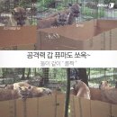 퓨마 이미지