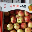 신비청과