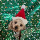 와와멍# | 부산 유기견 봉사활동, 봉사단체 멍자봉에서 다녀 온 후기 #3 (유기견 입양 홍보) (사지말고 입양하세요)