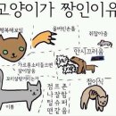 나만고양이없어 이미지
