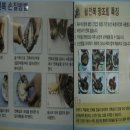 노화참조은전복 네이버블로그