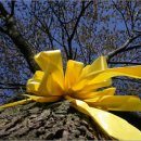 Yellow 이미지