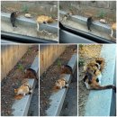동네고양이 티스토리