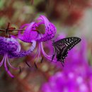 백화제방 이미지