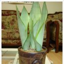 문샤인 카카오 검색결과