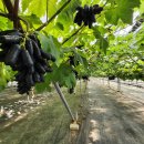 사파이어 이미지