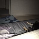 꼬마동물병원 이미지