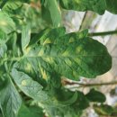 신농농장 | 농팜닥터의 농업기술-토마토 시설재배 곰팡이병 발생초기 방제로 피해 예방-농사로 2025.10.27