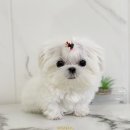 이불 속 댕댕이 이미지