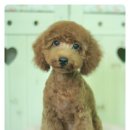 아띠펫살롱 이미지