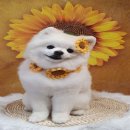 희망애견샵 이미지