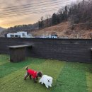 블루펫스토어 | 남양주 애견호텔, 남양주 애견유치원 찾는 분들이 블루펫을 선택하는 이유