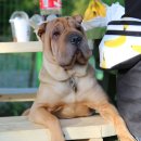 도그파크랜드 이미지