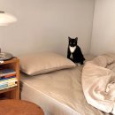 몽클리어 | 방수매트리스커버 추천, 몽클리어 진드기 방지 침대커버 퀸사이즈 베이지 후기