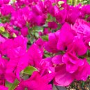 186.동양대삼거리_2 | 필리핀 아닐라오 다이빙 투어 2편 (라약라약, 코랄가든, 캐서드랄 포인트)