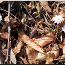 개나리산장 이미지