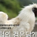 영월동물복지농장 이미지