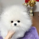 라페트 폼 이미지