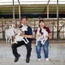 안고농장 이미지