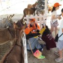 스위스목장 이미지