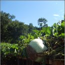 쌍둥이네흙집 이미지