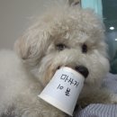 무한뽑기 이미지