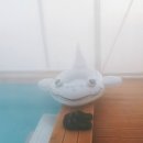 도기플래닛 더 스테이 이미지