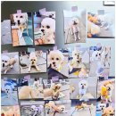 독 블레스 유 이미지