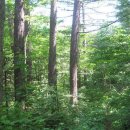 숲과계곡속으로 이미지