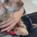 박영우안과동물병원 이미지