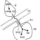 고품질 사과재배기술 이미지