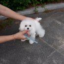 화이트 퍼피 켄넬 이미지