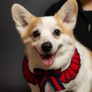 다시사랑받개 이미지