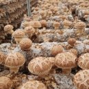 버섯생농장 이미지