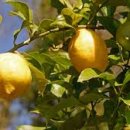 레몬트리(lemon tree) 네이버블로그