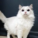 신비돌스 랙돌 캐터리 이미지