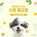 털로덮인친구들 수원매교점 네이버블로그