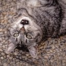 공감＋동물의료센터 이미지