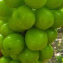 김천상회 이미지