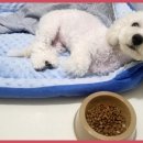 하이 멍뭉아 이미지