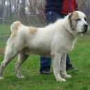 센트럴 독 이미지