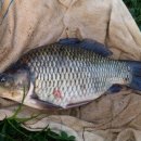 신장소류지 이미지