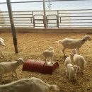 이삭목장 이미지