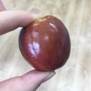 햇빛촌 농원 이미지