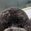 고려애견 이미지