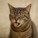 라온 동물 메디컬센터 이미지