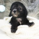 일산강아지분양 라펫 이미지