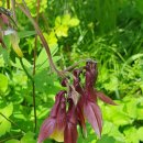 고엽제전우회 안양시지회 | 베트남 참전기념탑과 승리의 맹세 매발톱